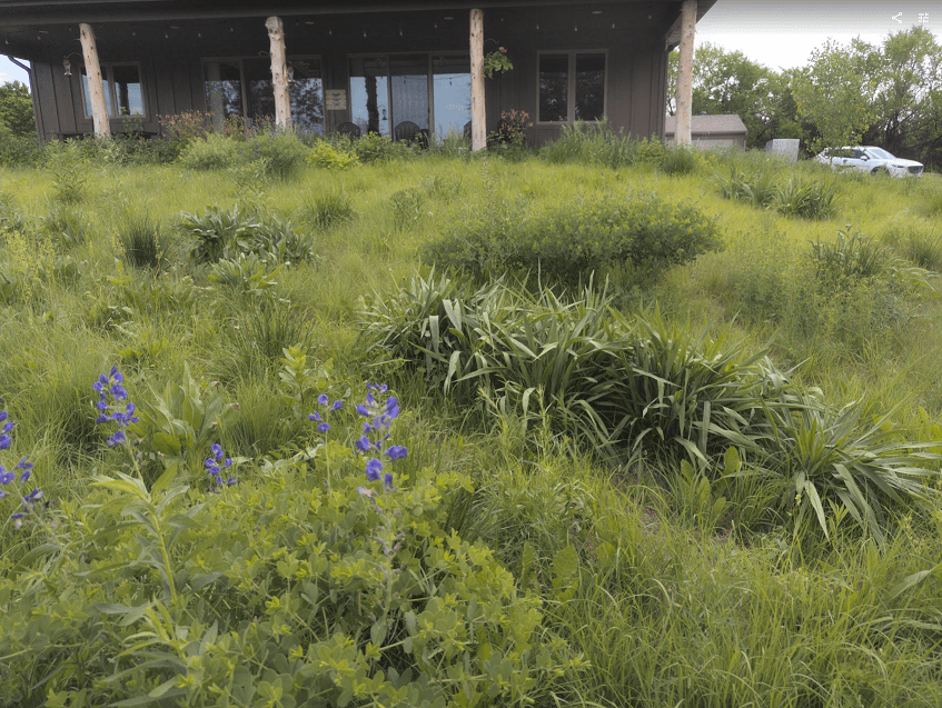 A meadow garden in front of an acreage home featuring a living green mulch or matrix of Bouteloua curtipendula with masses and drift of seasonal, drought tolerant forbs and flowers. Baptisia minor and Eryngium yuccifolium shown.