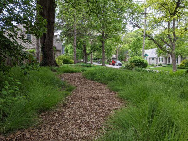 Urban front yard lawn to shade garden conversion with mulched pathway flanked by several sedge species. Sedge include Carex albicans, Carex rosea, and Carex sprengelii.