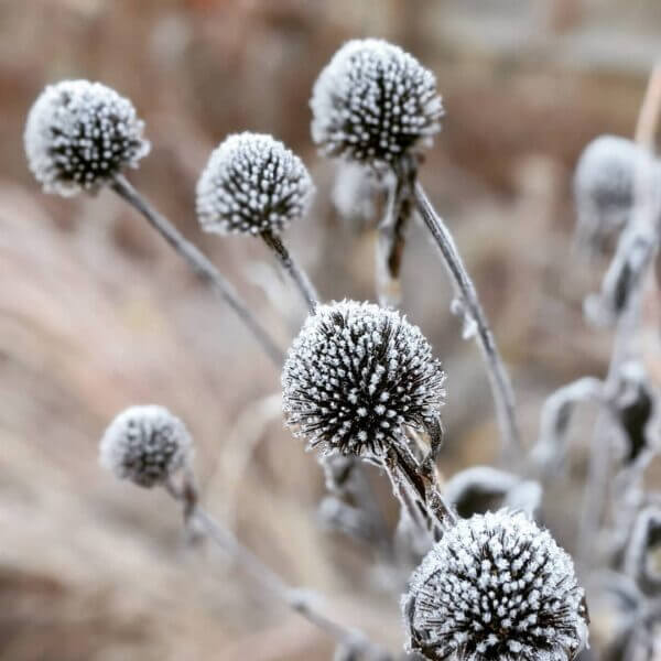 Winter frost covers the seed heads of Echinacea purpurea.
