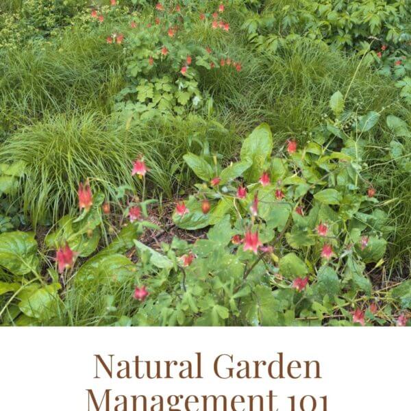 Cover photo for the booklet titled Natural Garden Management 101