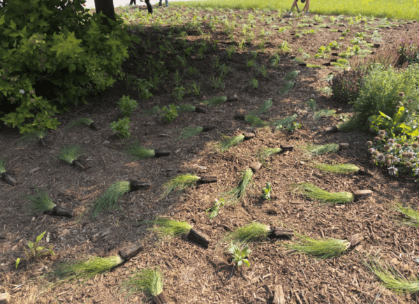 Grass and flower plugs laid out on top of wood mulch ready to be installed in a new front yard to meadow garden conversion.