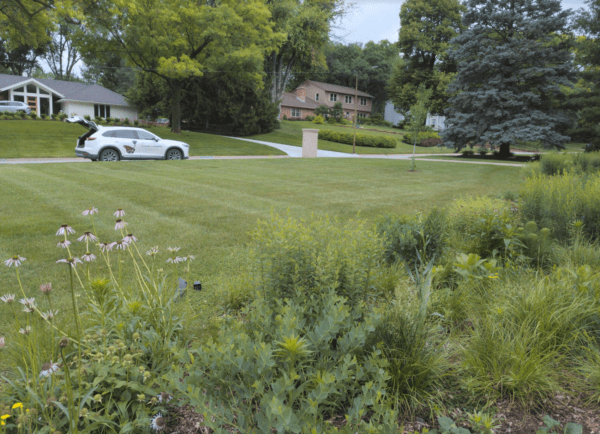 A front yard island garden bed with native plants and an expanse of suburban lawn in front. Native plants include Echinacea pallida, Baptisia minor, Monarda bradburiana, and more.