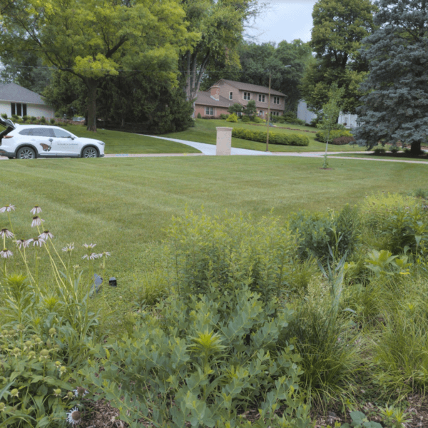 A front yard island garden bed with native plants and an expanse of suburban lawn in front. Native plants include Echinacea pallida, Baptisia minor, Monarda bradburiana, and more.