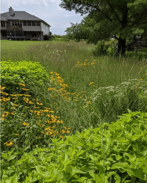 An acreage backyard border featuring a living green mulch or matrix of Bouteloua curitpendula with interspersed masses of native flowers such as Conoclinium coelestinum, Pycnanthemum virignianum, and Rudbeckia hirta.