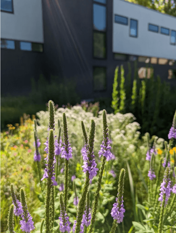 Verbena stricta blooming in a front lawn to meadow garden conversion in Omaha Nebraska