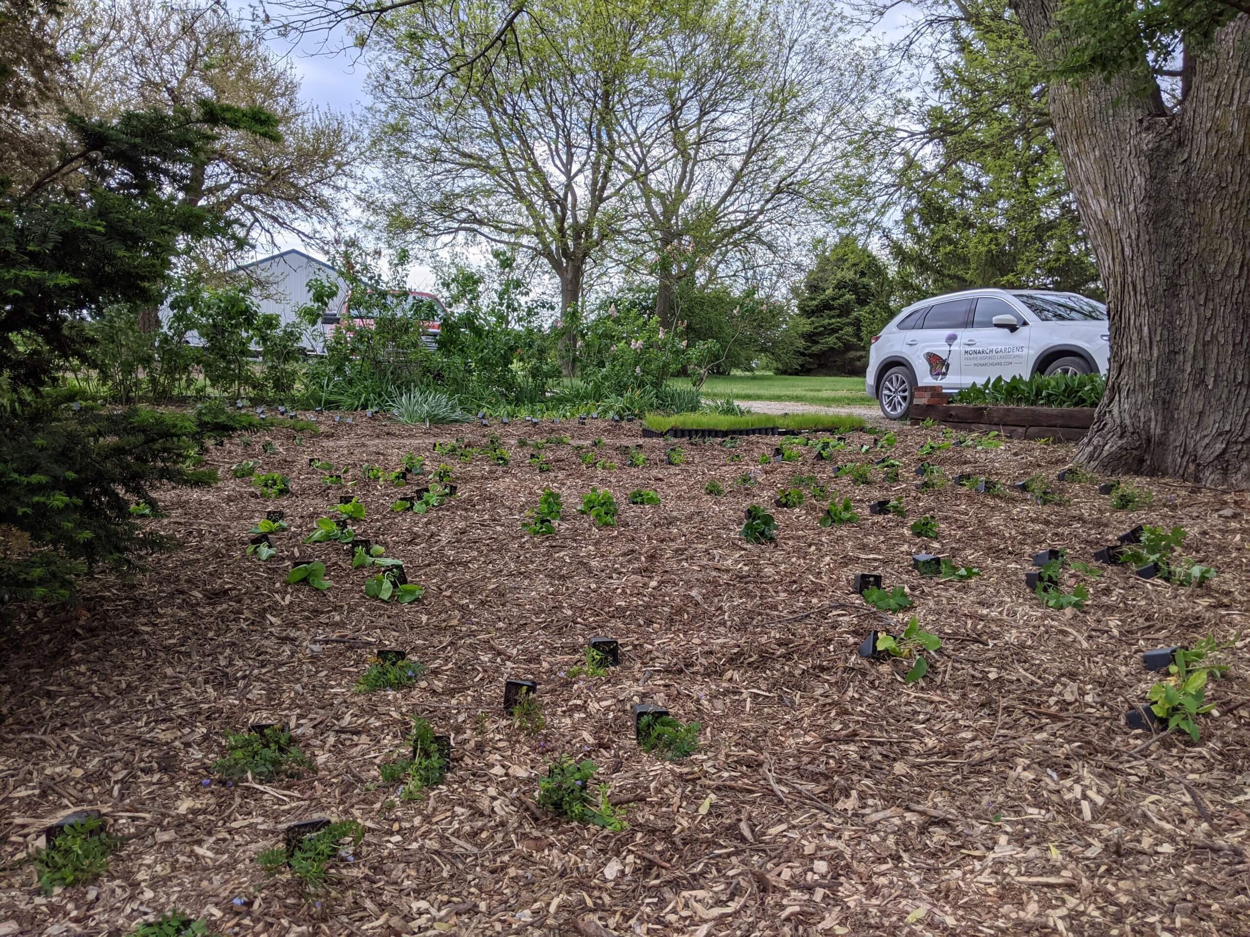 A layout of plugs in a new shade garden.