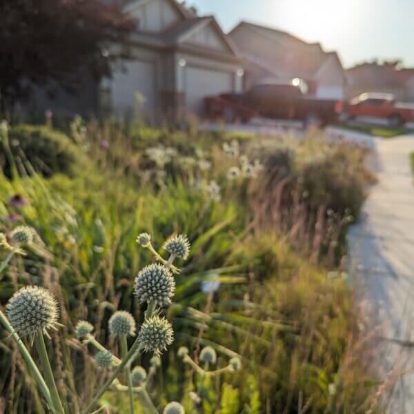 Rattlesnake master, Eryngium yuccifolium, in bloom next to a subruban landscape and within a lawn converted to a natural garden meadow. Driveways, trucks, and homes are seen in the background with monoculture lawns.