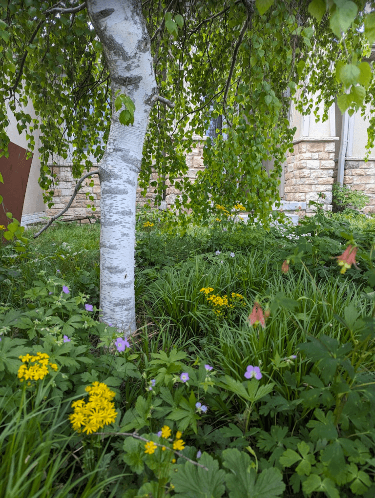Suburban meadow shade garden bed with wild columbine, golden groundsel, wild geranium, early meadow rue, and several sedge species.