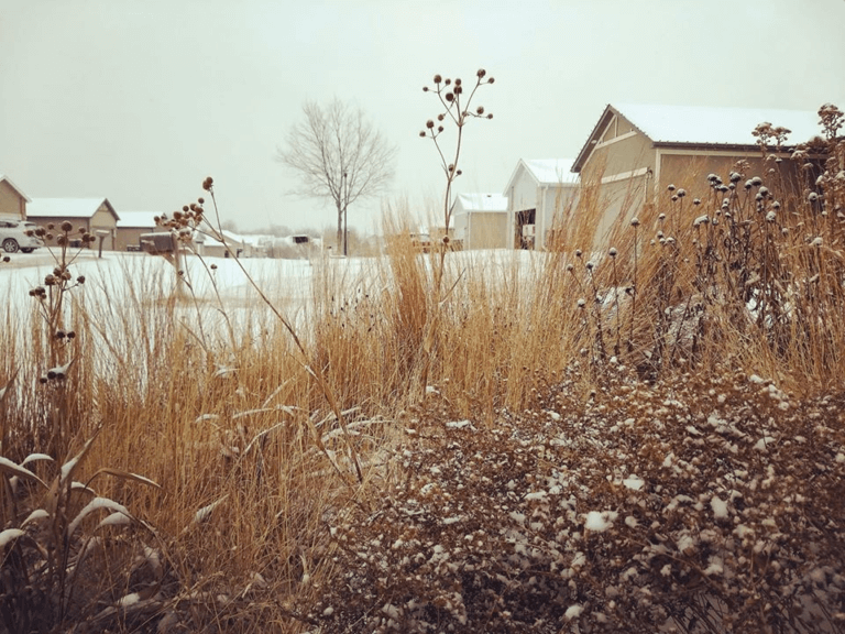 Prairie grasses and flowers in winter along a suburban driveway showing off different colors and textures as snow gathers on them