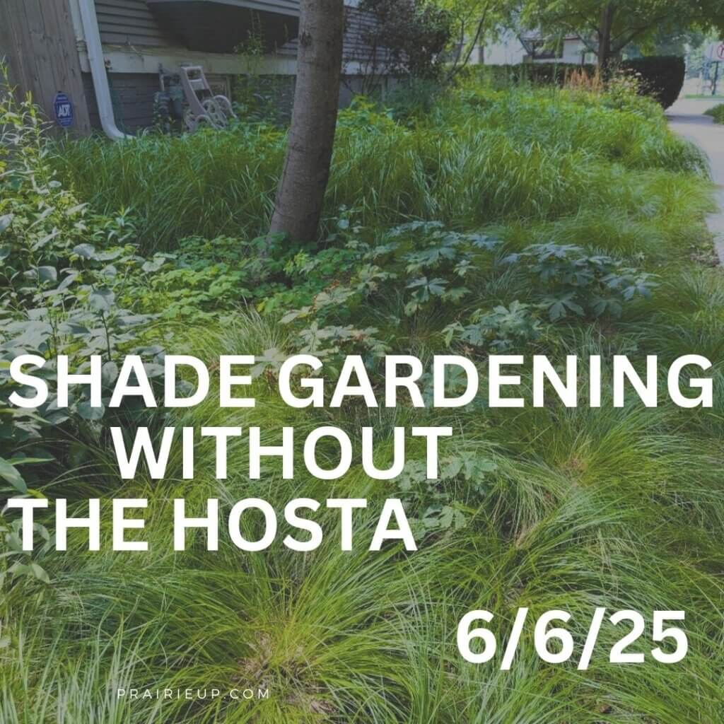 Webinar for June 6 on shade gardening