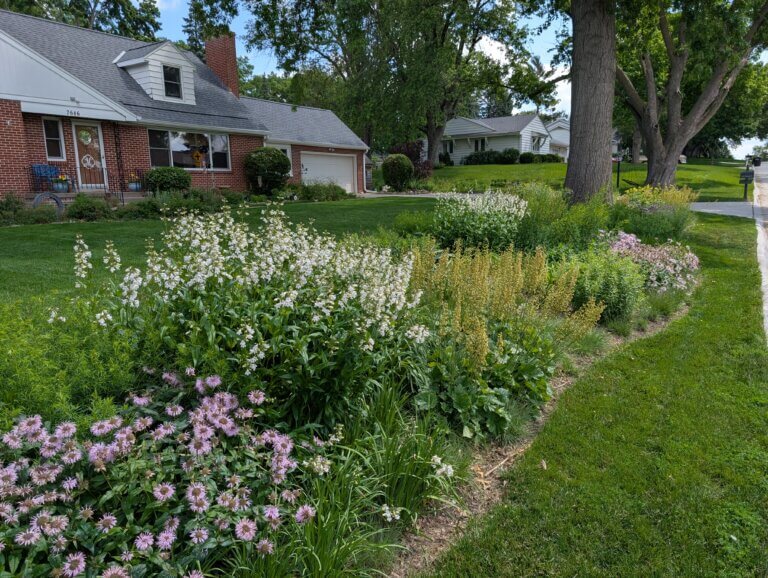 Front yard island bed full of spring native plants in bloom like Monarda bradburiana and Penstemon digitalis