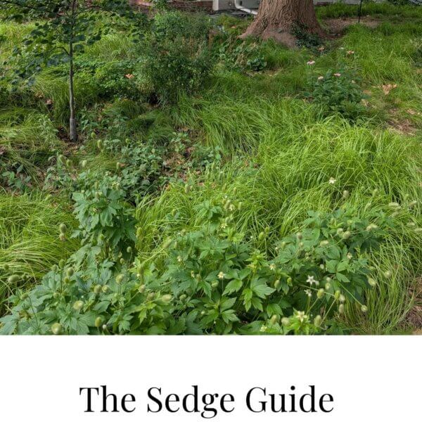 The Sedge Guide