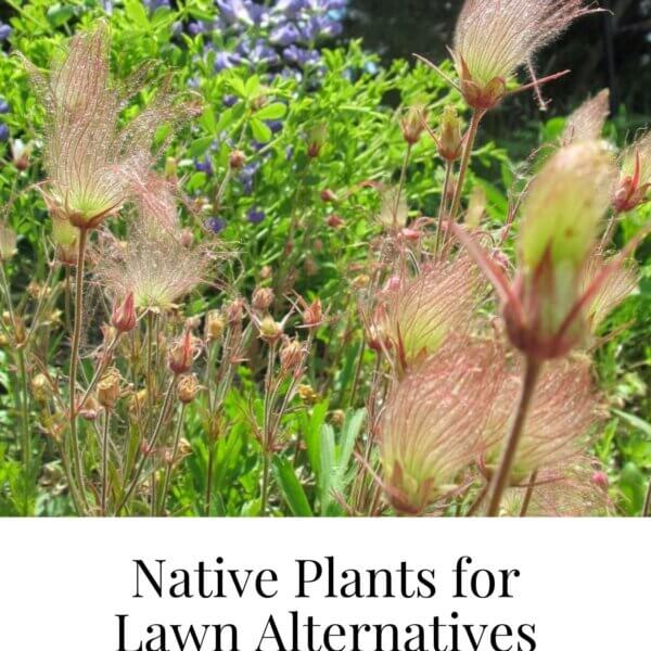 Native Plants for Lawn Alternatives